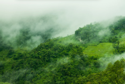 Forest Conservation